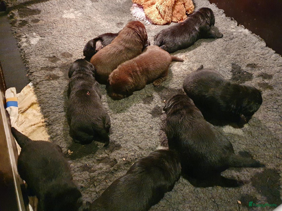 Labrador Retriever honden te koop: 3 zwarte reuen  in Weert - Afbeelding 3