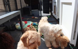Labradoodle honden te koop: LABRADOODLE TEEFJE - Afbeelding 9