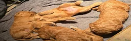 Labradoodle honden te koop: Labradoodle pups  - Advertentie 37
