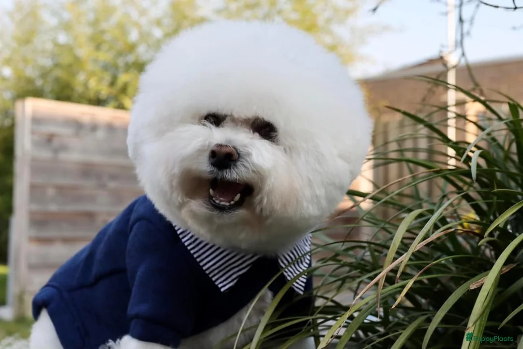 Galerij afbeelding {{count}}