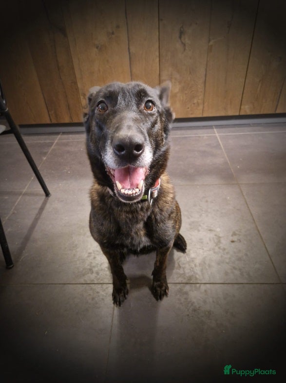 Kruising honden Hollandse Herder x Mechelaar - Cattle Dog Pup - Advertentie 3