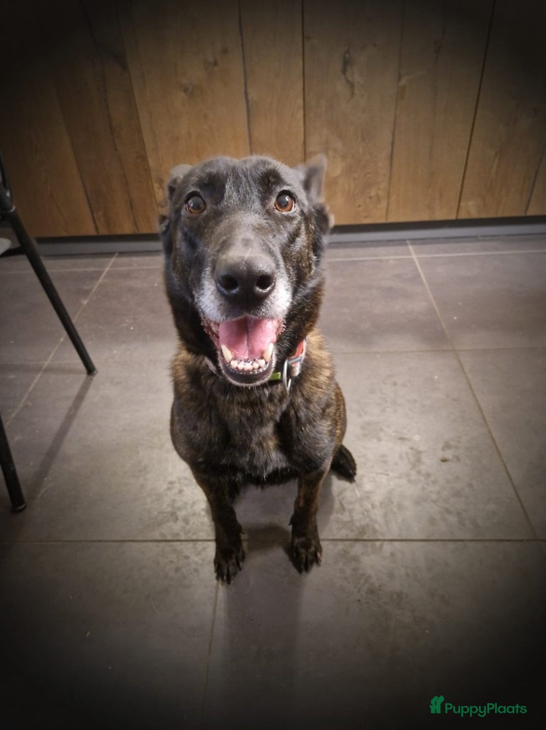 Kruising honden te koop: Hollandse Herder x Mechelaar - Cattle Dog Pup - Advertentie 1