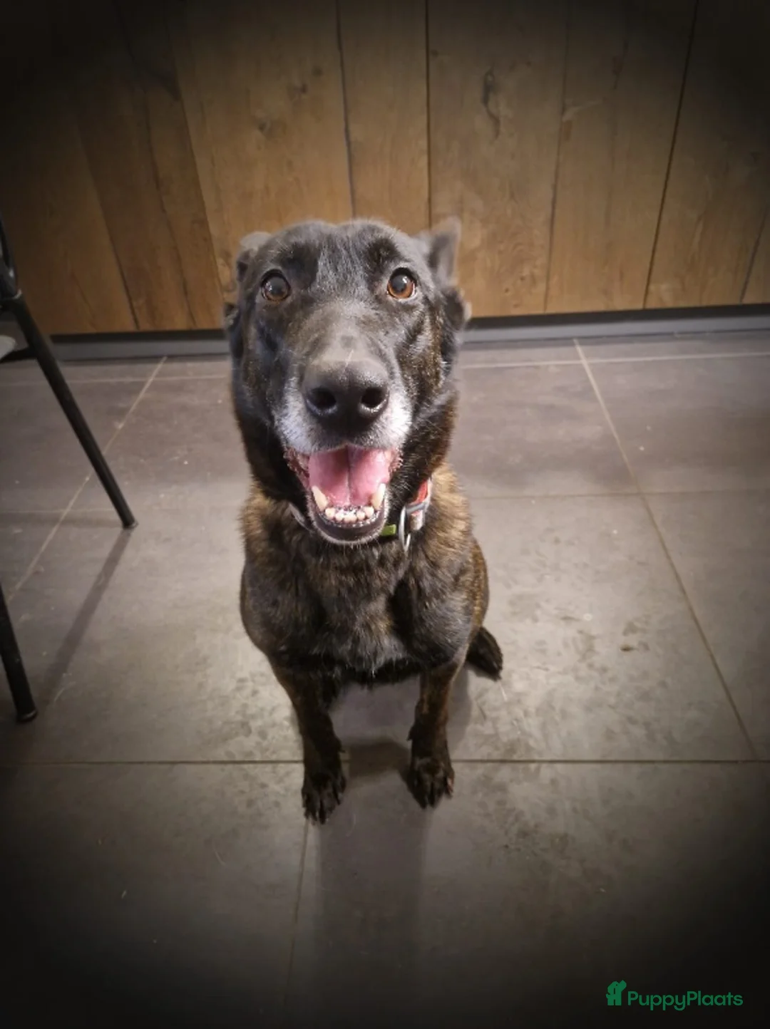 Kruising honden te koop: Hollandse Herder x Mechelaar - Cattle Dog Pup - Advertentie 1