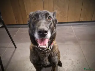 Kruising honden Hollandse Herder x Mechelaar - Cattle Dog Pup - Advertentie 11