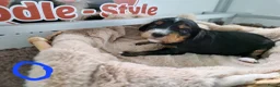 Bernedoodle honden te koop: Medium Bernedoodle - Advertentie 22