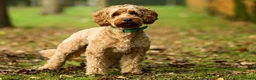 Kruising honden te koop: Prachtig nestje medium labradoodles - Advertentie 6