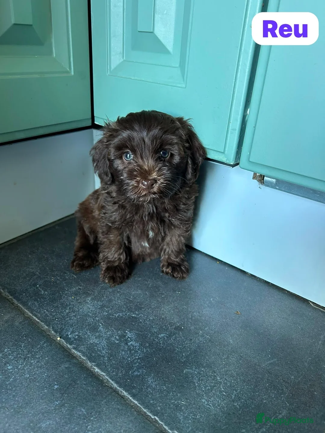 Maltipoo honden te koop: Maltipoo pups - Advertentie 2
