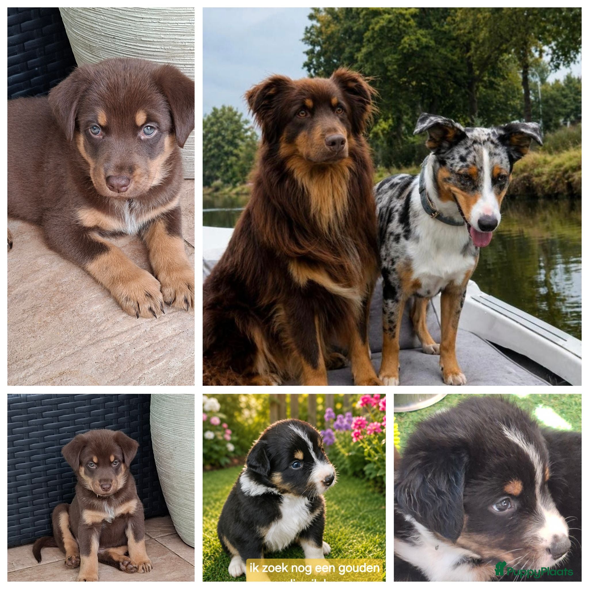Australian Shepherd honden Nog 4 mooie austrailian shepherds pups - Advertentie 5