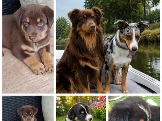 Australian Shepherd honden Nog 4 mooie austrailian shepherds pups - Advertentie 5