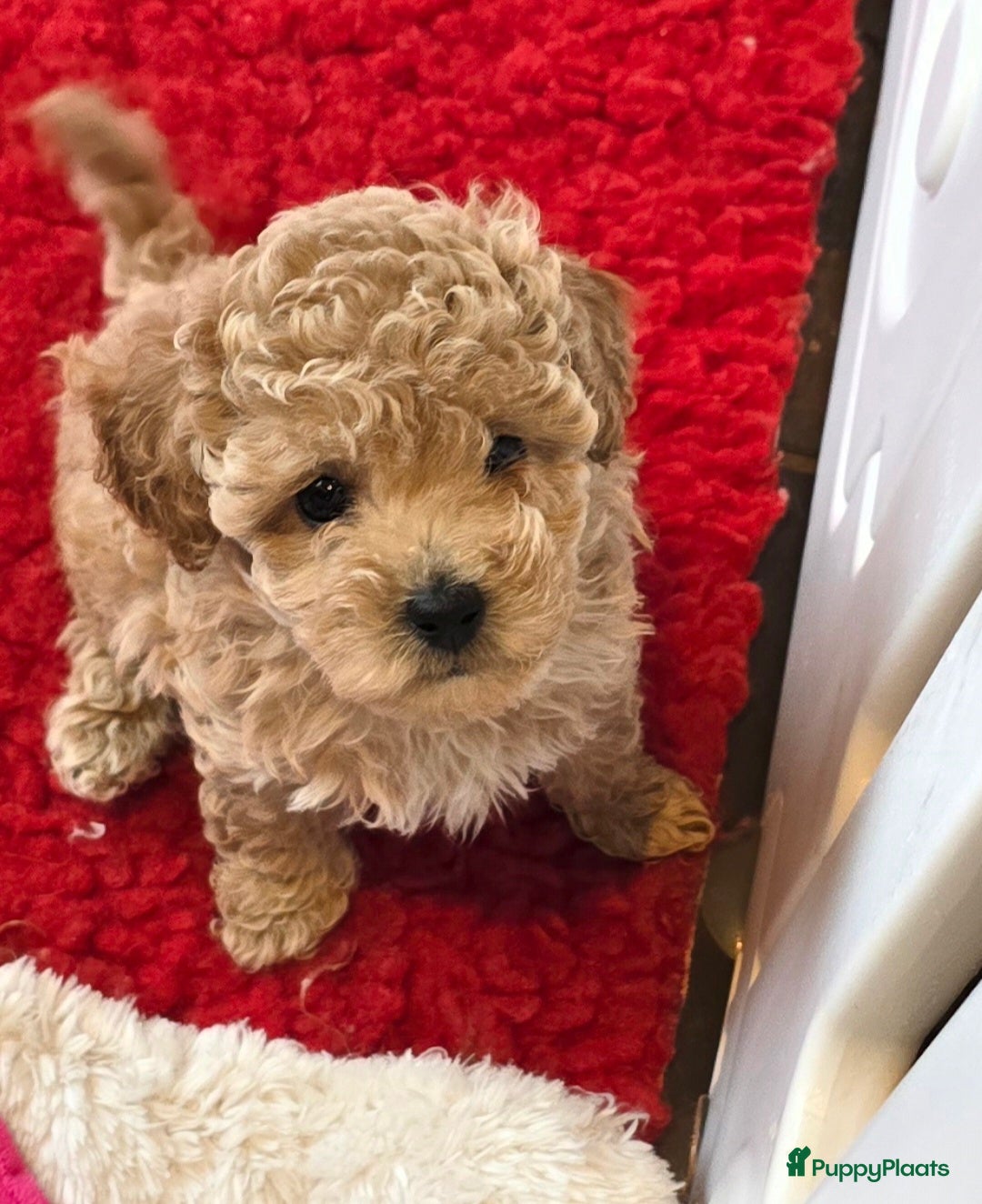 Maltipoo honden Mooie Maltipoo / toy poedel pup pups - Advertentie 1