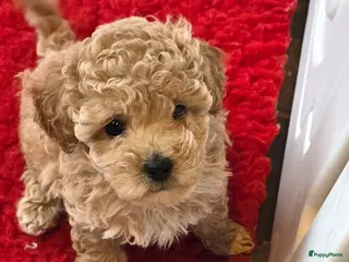 Maltipoo honden Mooie Maltipoo / toy poedel pup pups - Advertentie 3