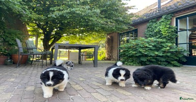 Kruising honden - Advertentie 7