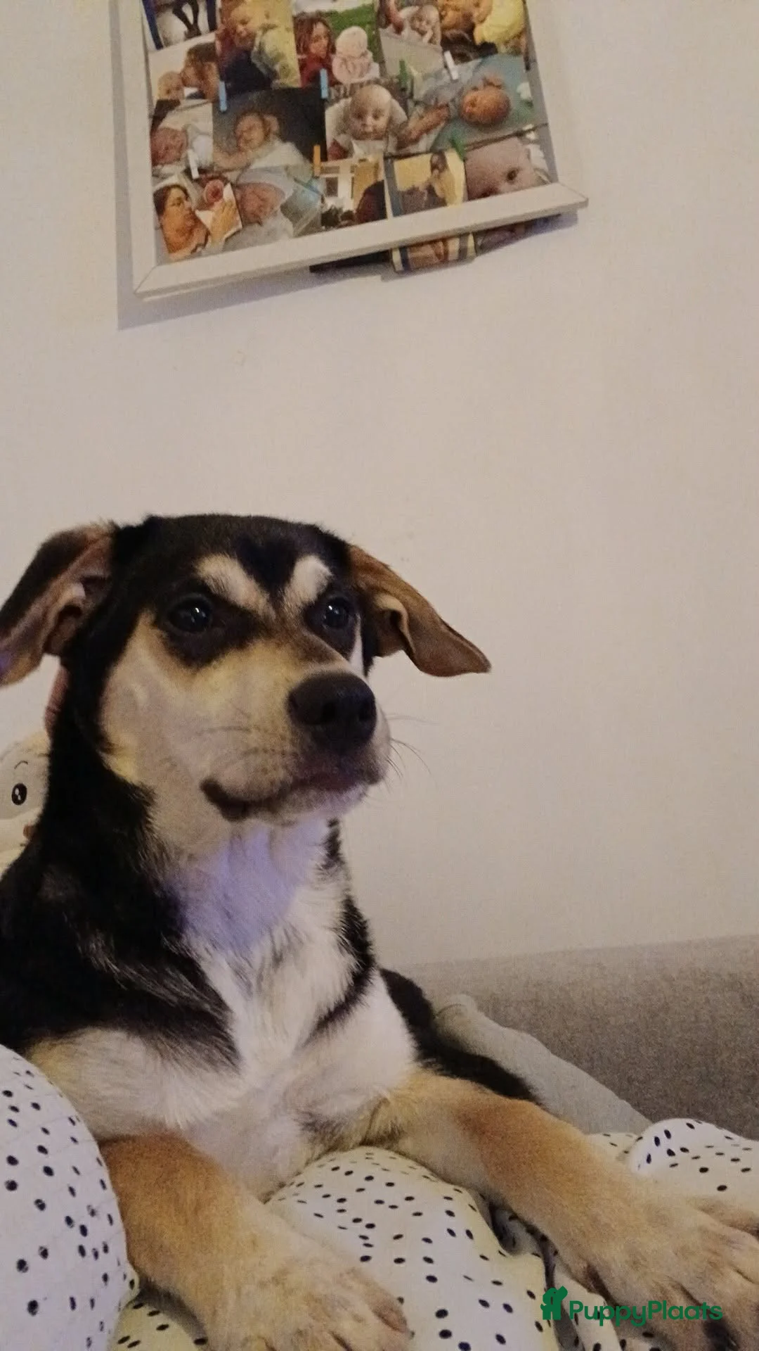 Kruising honden ter adoptie: Te koop kruising - Advertentie 2