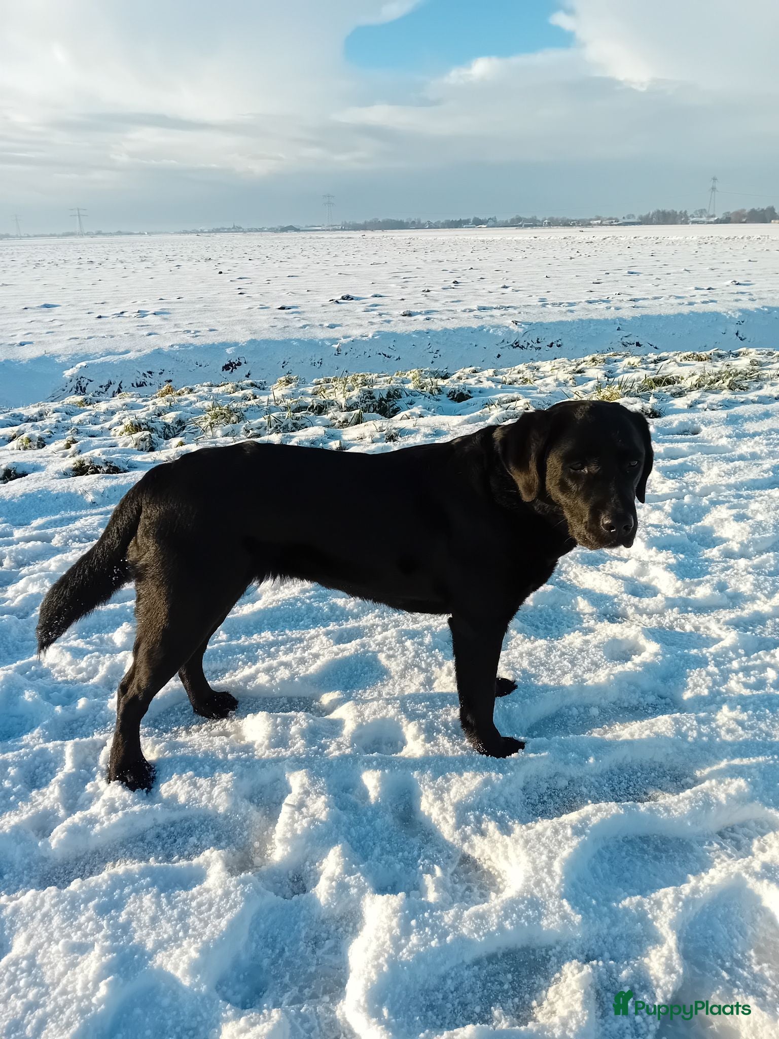Labrador Retriever honden Hallo Labrador liefhebber  - Advertentie 14