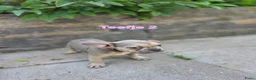 Franse Bulldog honden te koop: Mooie franse bulldog pups mogen nestje verlaten  - Advertentie 6