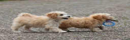 Maltipoo honden te koop: Lieve Maltipoo pups - Advertentie 19