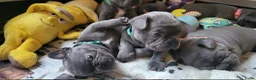 Franse Bulldog honden te koop:  Prachtige Blauwe Bulldog puppy’s thuisnestje - Advertentie 17