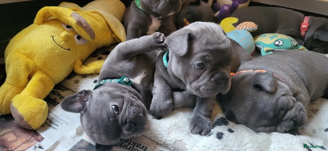 Franse Bulldog honden te koop:  Prachtige Blauwe Bulldog puppy’s thuisnestje - Advertentie 17