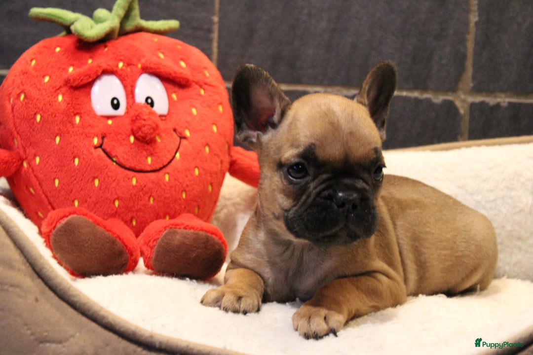 Franse Bulldog honden te koop: Franse Bulldog pups - Advertentie 15