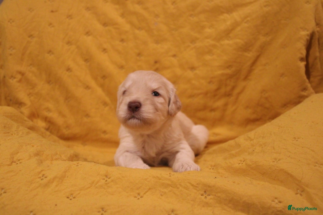 Barbet honden te koop: Barbet puppy’s geboren - Advertentie 14