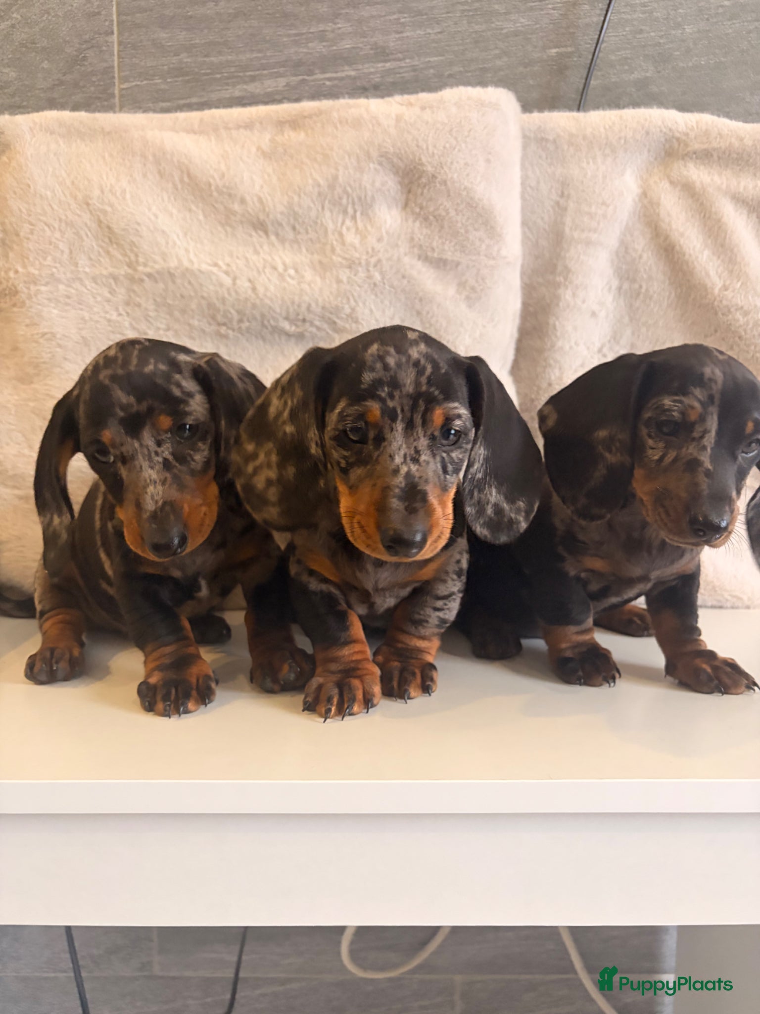 Teckel (korthaar)  honden te koop: Dwerg teckel pupjes. - Advertentie 5