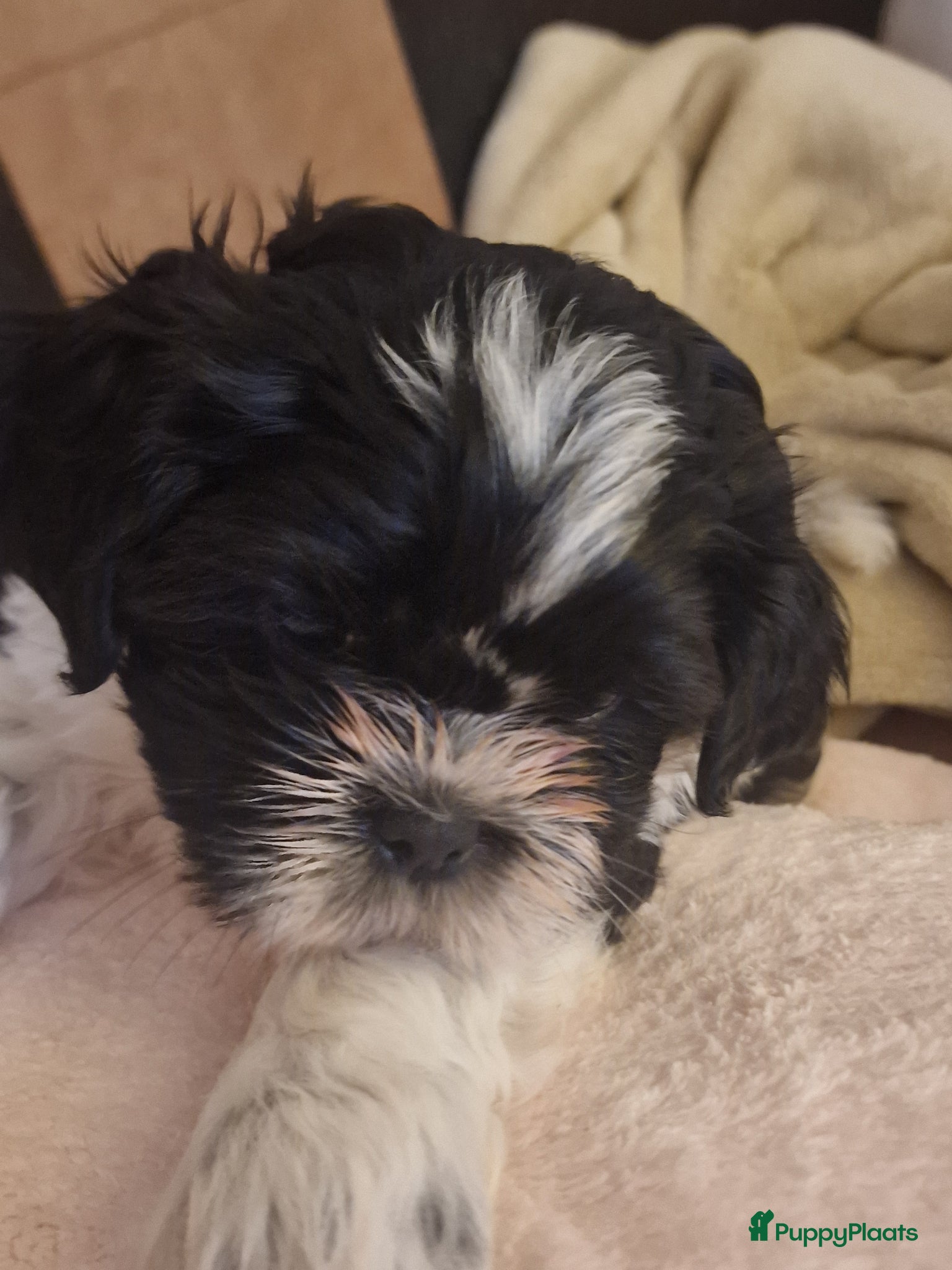 Shih Tzu honden 2  reukes pups te koop  - Advertentie 2
