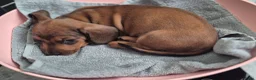 Teckel (korthaar)  honden te koop: Dwerg teckel pups - Advertentie 14