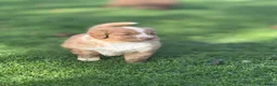 Kruising honden te koop: Nova Scotia Duck Tolling Retriever pups - Advertentie 10