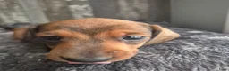 Teckel (korthaar)  honden te koop: Dwerg teckel pups - Advertentie 17