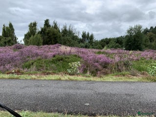 Pomeriaan honden Pomeriaan DEKREU in Groningen - Advertentie 1