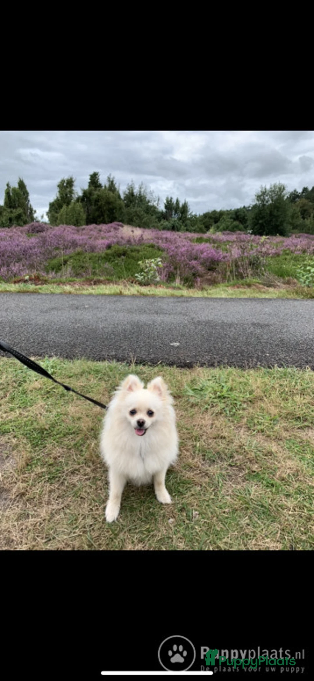 Pomeriaan honden ter dekking: Pomeriaan DEKREU in Groningen - Advertentie 1
