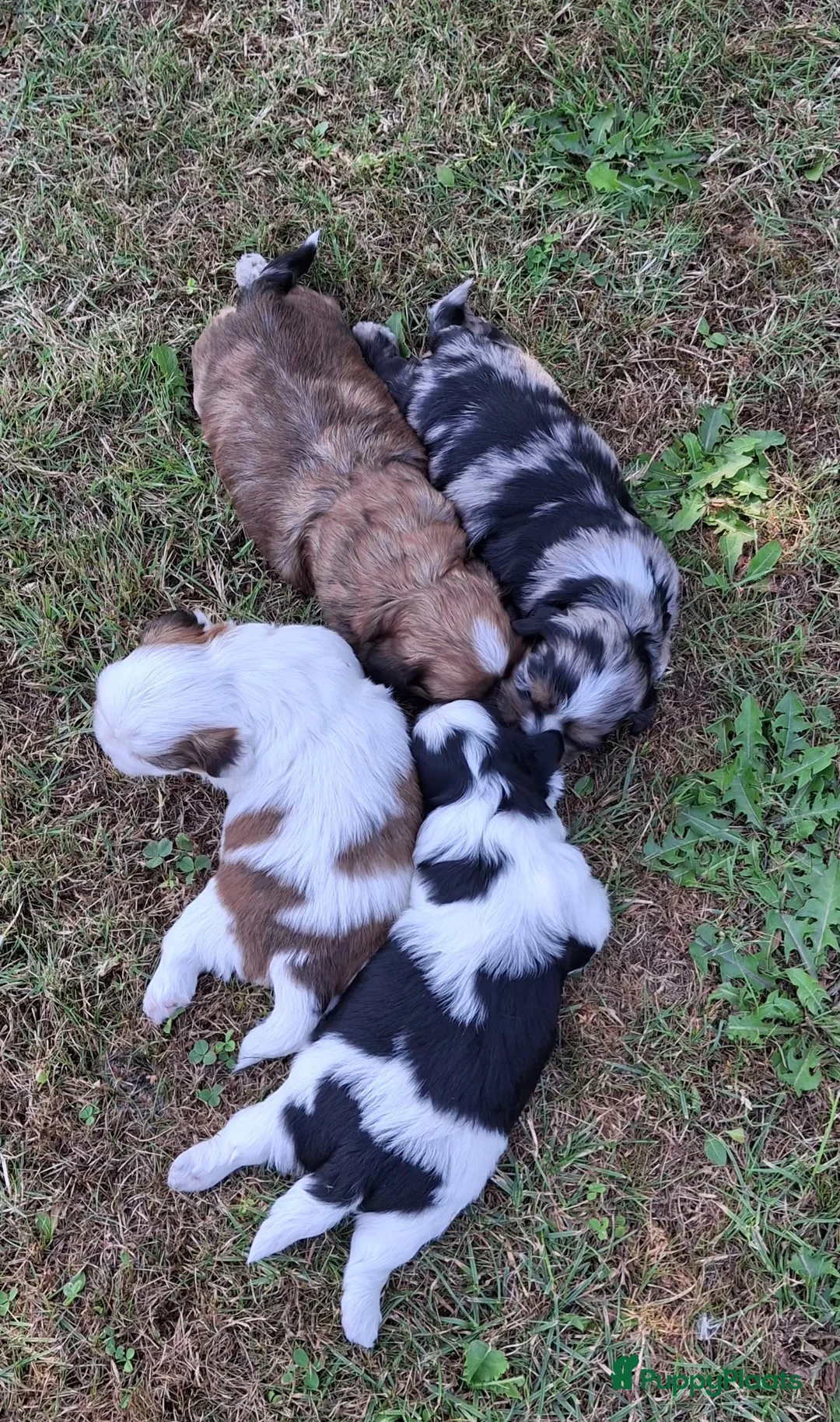 Kruising honden te koop: Boomer puppies in Son - Advertentie 12