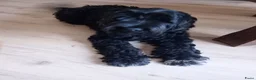 Labradoodle honden te koop: Labradoodle pups - Advertentie 8