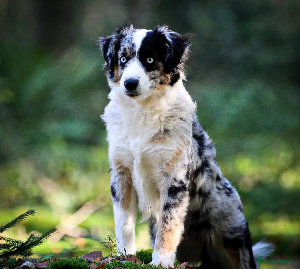 Australian Shepherd honden Miniature australian shepherd puppy’s MAS - Advertentie 1