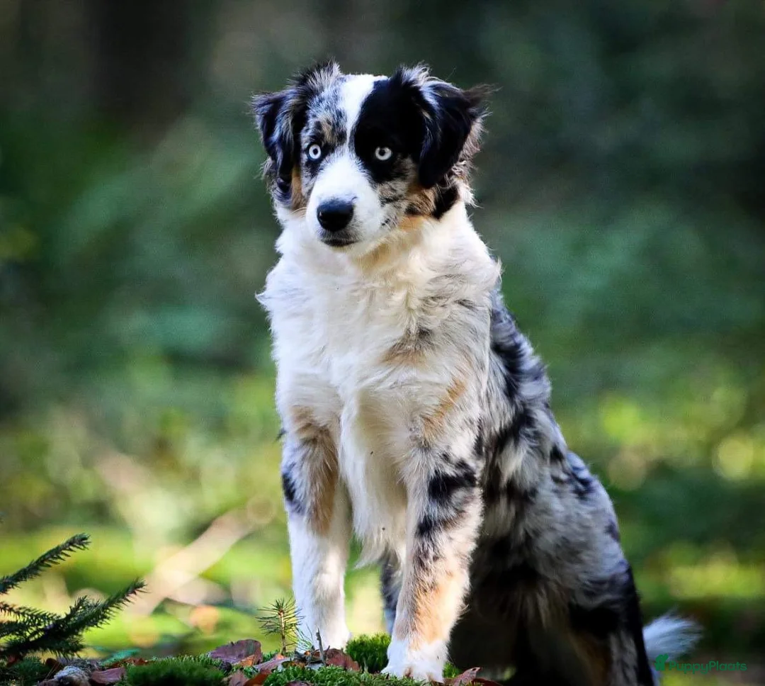 Australian Shepherd honden te koop: Miniature australian shepherd puppy’s MAS in Hellendoorn - Advertentie 1