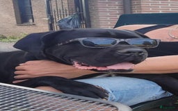 Cane Corso honden te koop: Cane corso pups in Welsum - Afbeelding 7