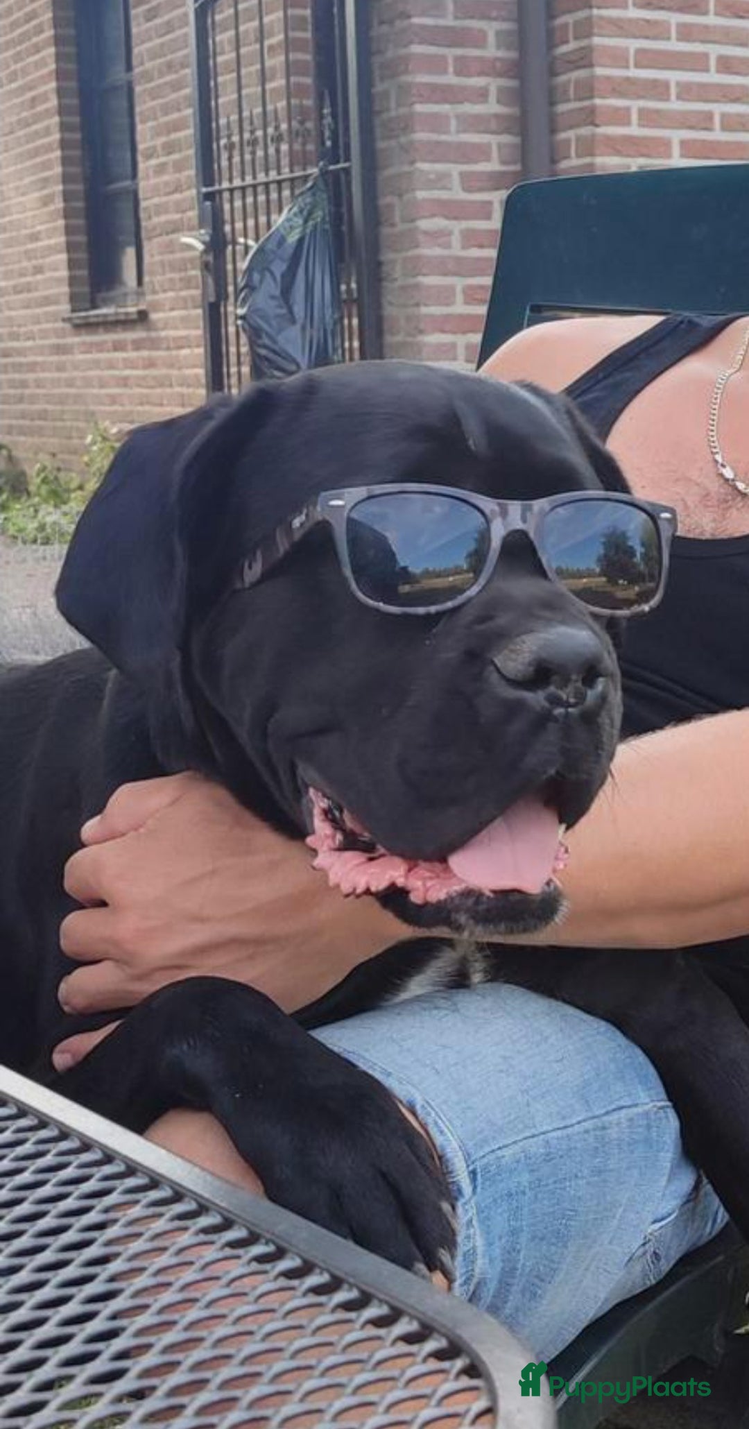 Cane Corso honden te koop: Cane corso pups in Welsum - Afbeelding 7