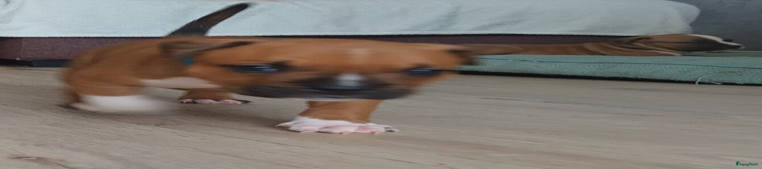 American Staffordshire Terriër Puppy 5