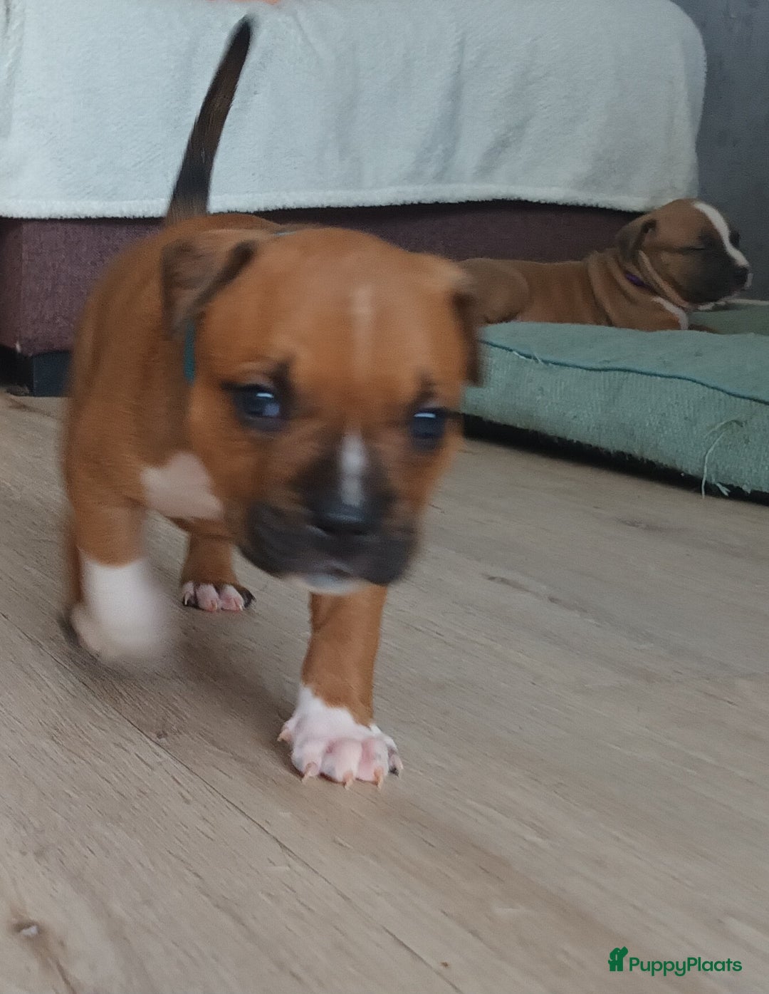 American Staffordshire Terriër honden te koop: beautiful Puppies for sale   - Afbeelding 10