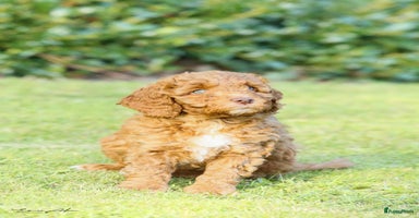 Labradoodle honden - Advertentie 4