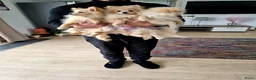 Pomeriaan honden te koop: drie pluizige baby's - Advertentie 15