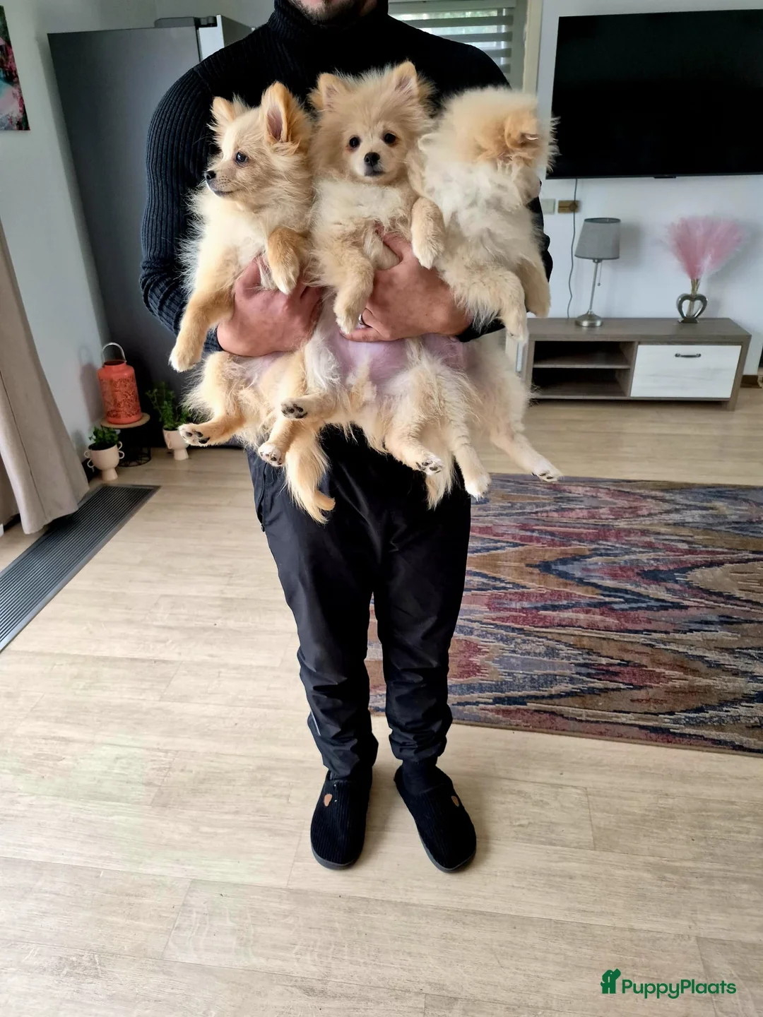 Pomeriaan honden te koop: drie pluizige baby's - Advertentie 15