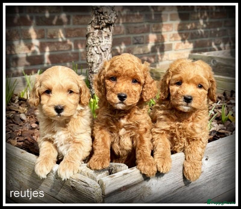 Kruising honden Maltipoo F1b pups - Advertentie 1