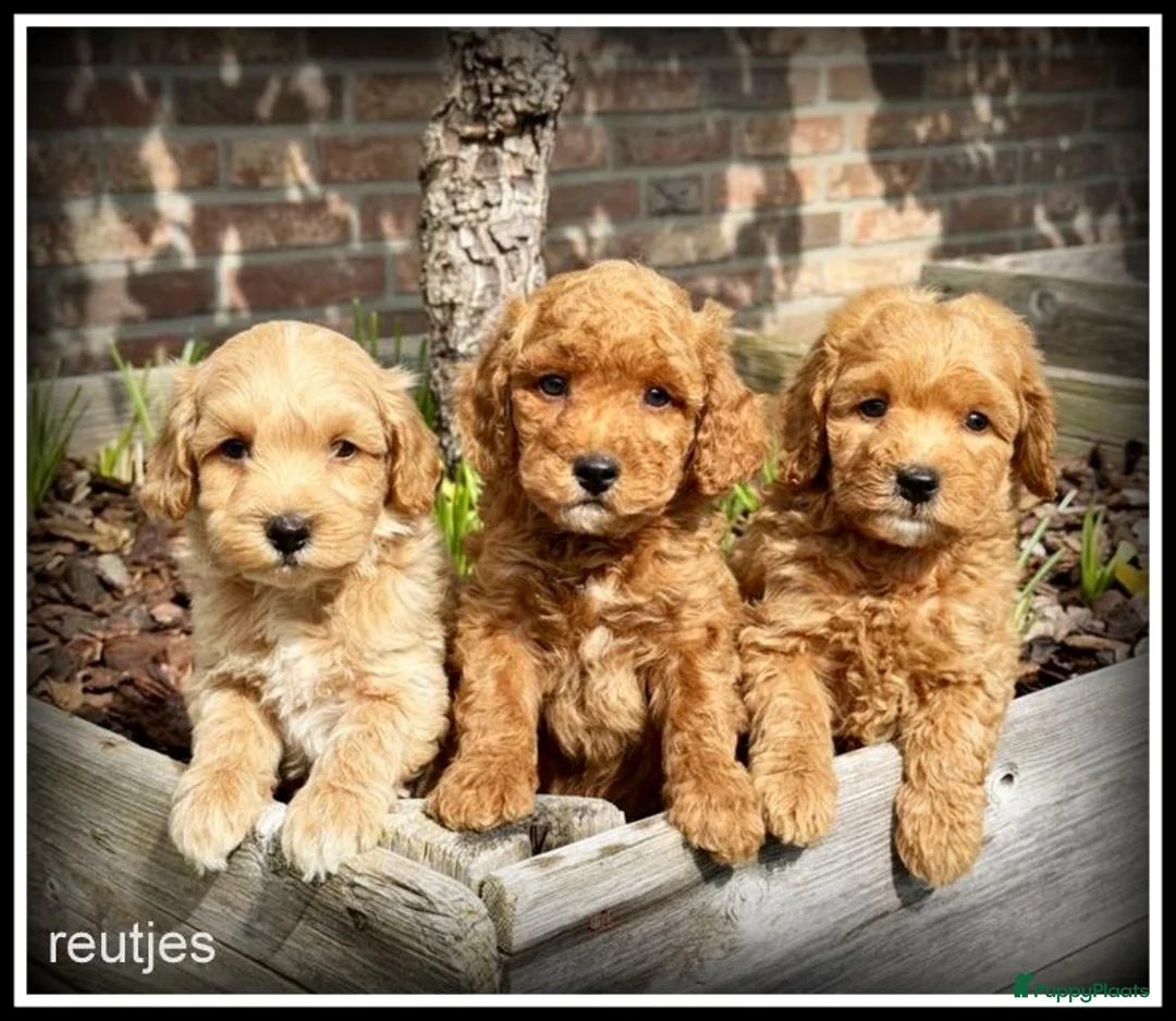 Kruising honden te koop: Maltipoo F1b pups - Advertentie 1