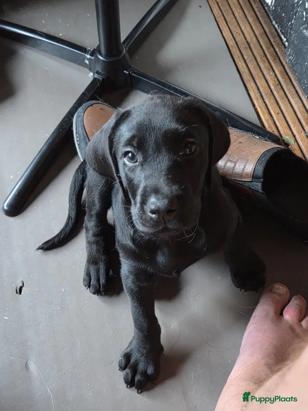 Kruising honden te koop: Te koop Doberman × pups - Advertentie 9