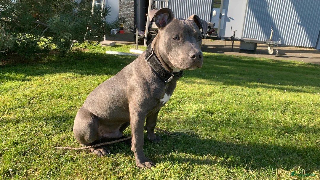 American Staffordshire Terriër honden ter dekking: American Staffordshire Terrier Reu  voor dekking - Advertentie 7