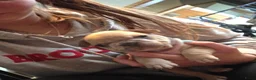 Franse Bulldog honden te koop: Franse bulldog pupjes - Advertentie 21