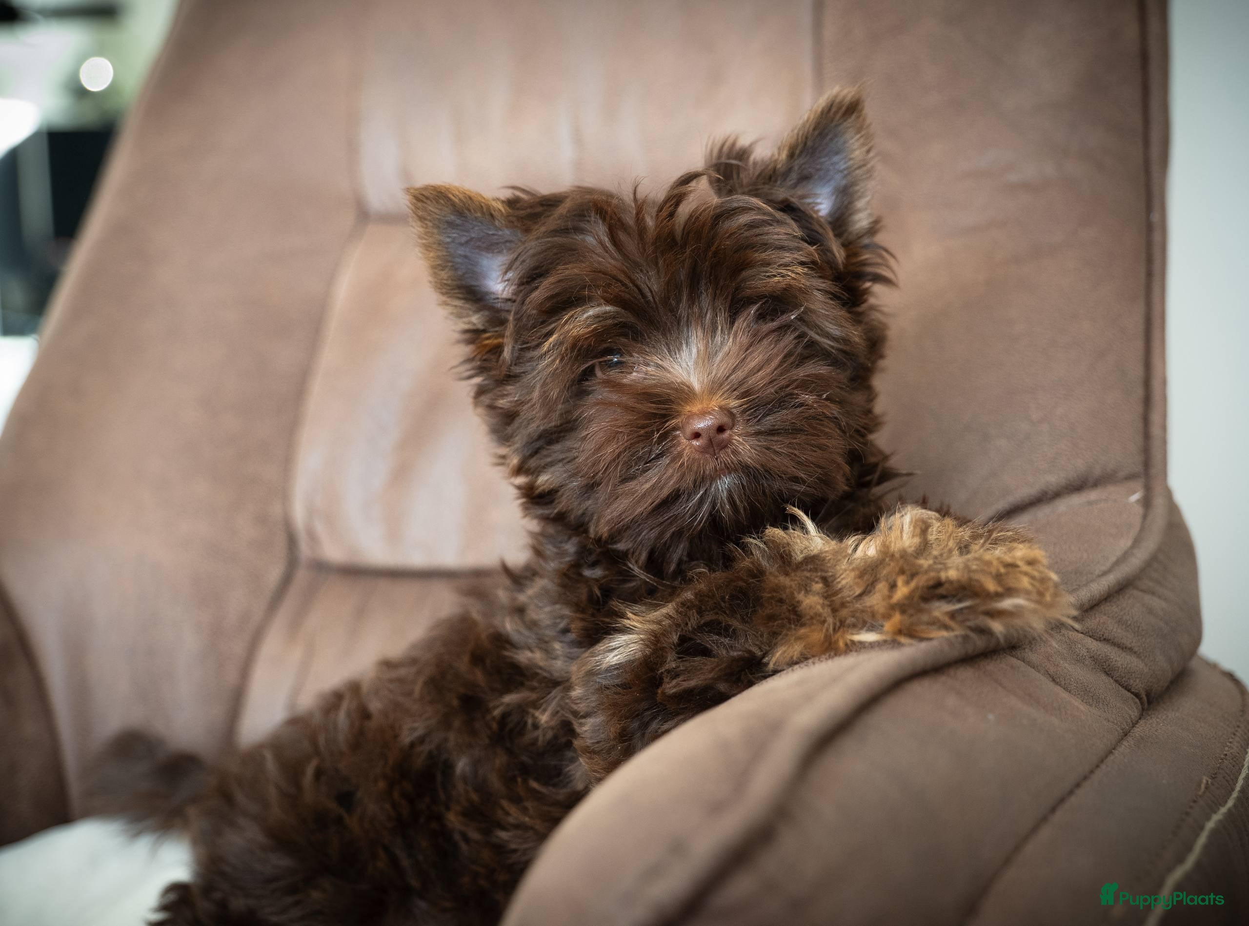 Yorkshire Terriër honden Exclusieve chocolade Yorkshire Terriërs🤎🤎🤎 - Advertentie 4