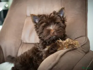 Yorkshire Terriër honden Exclusieve chocolade Yorkshire Terriërs🤎🤎🤎 - Advertentie 4