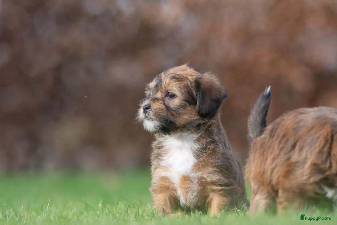 Shihpoo honden te koop: mooie kleinblijvende shihpoo doodle mini  - Advertentie 8